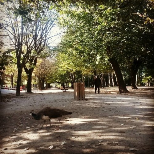Palácio de Cristal - Avenida das Tílias