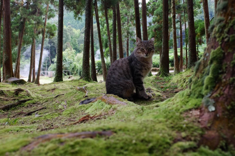 Vale das Furnas e os seus gatos "selvagens"