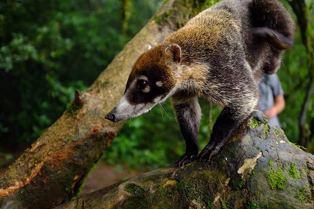 Animais na caminhada ao vulcão Arenal