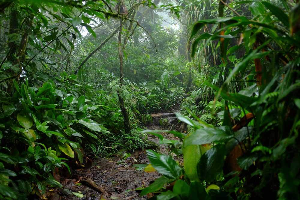 Floresta tropical no Vulcão Arenal
